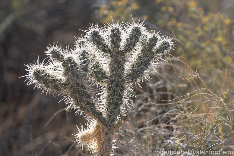 Joshua Tree